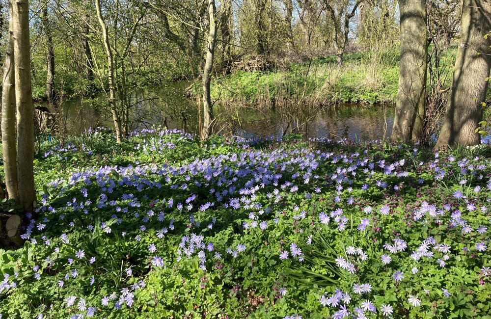 blauwe anemoon Heilien.jpg