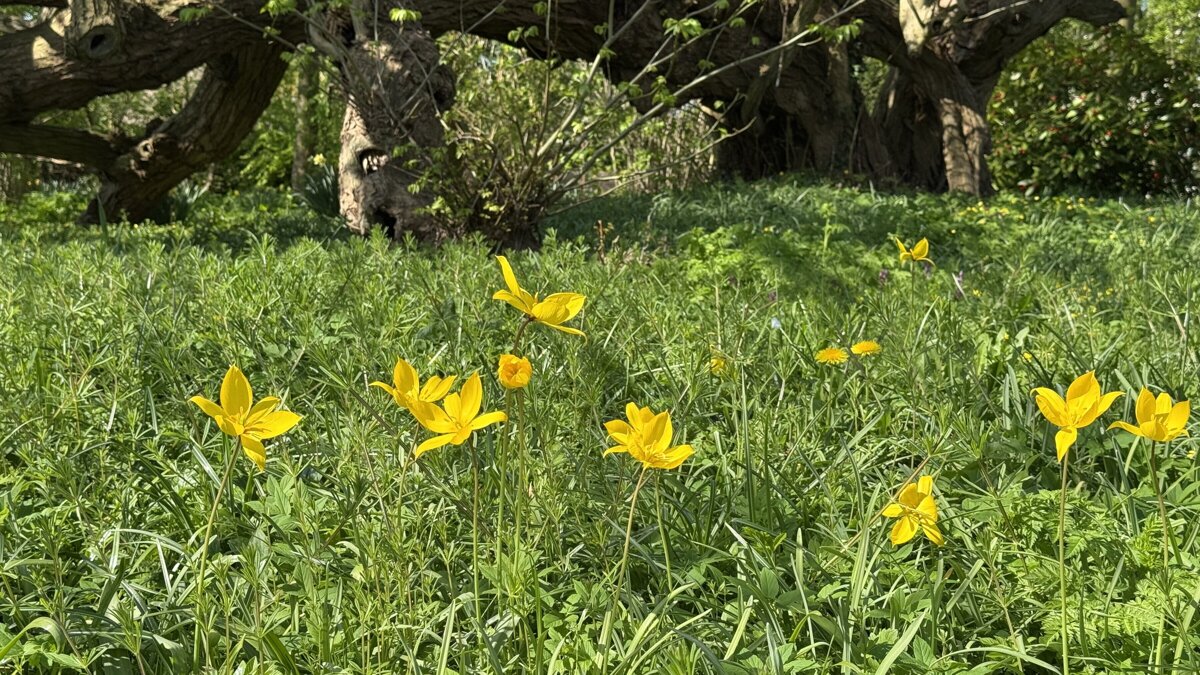 Stinze-Stiens bostulpen.jpeg