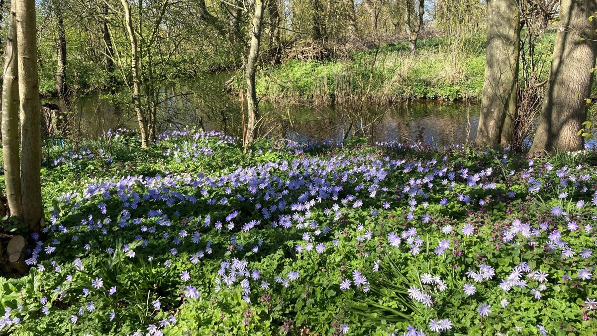 blauwe anemoon Heilien.jpg