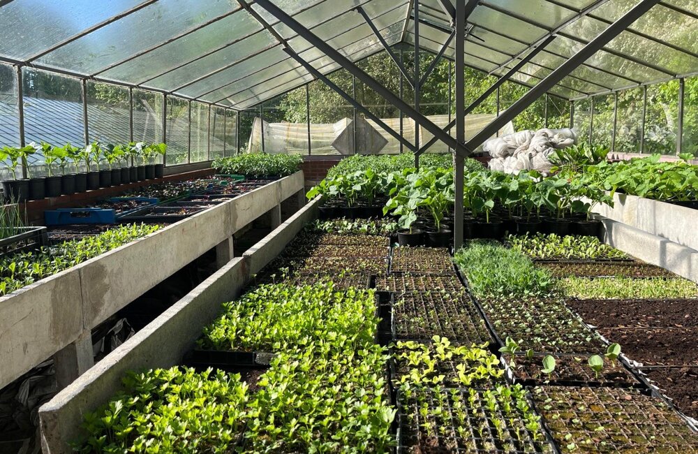 plantjesmarkt.jpg