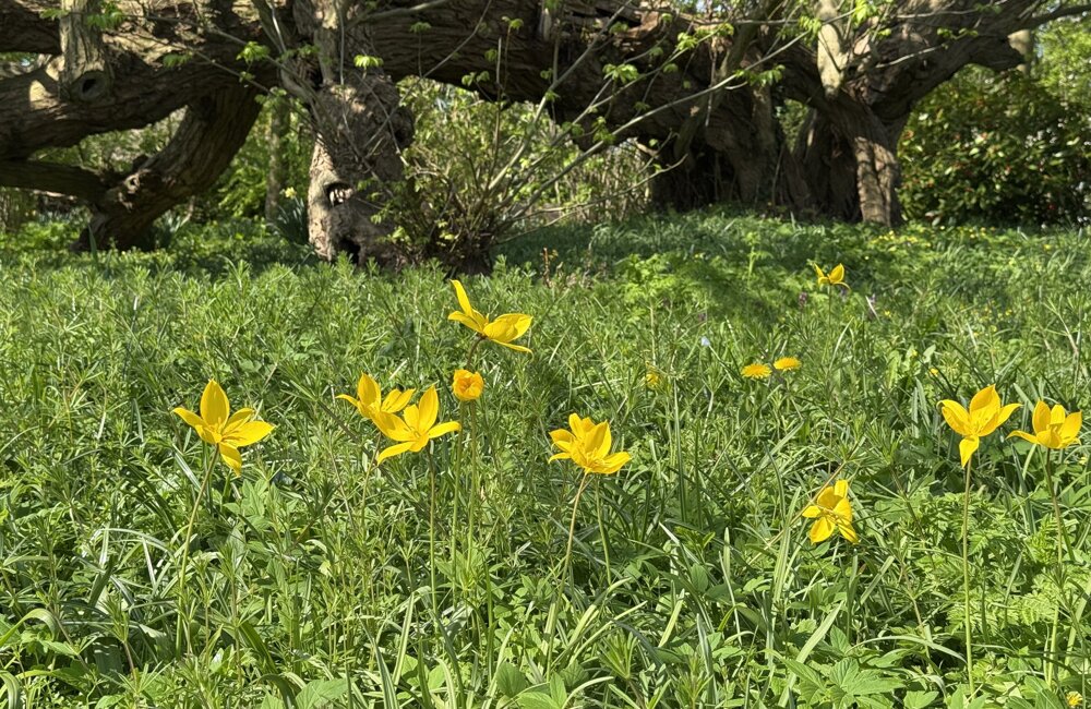 Stinze-Stiens bostulpen.jpeg